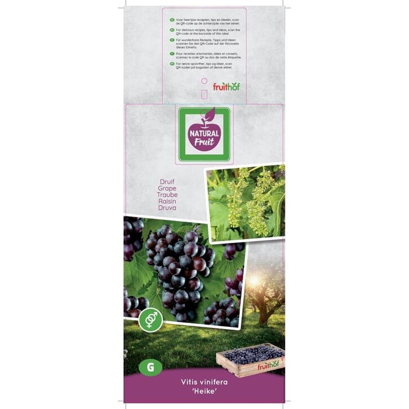 Vinranka – Vitis vinifera 'Heike' - 50-60 CM Carry Handle C5